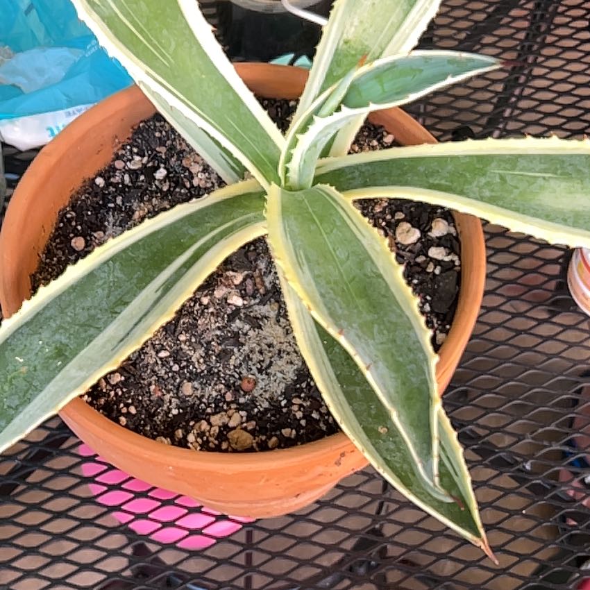 Photo of the plant species Variegated Century Plant by @CleanRedalder71 named Kobe on Greg, the plant care app