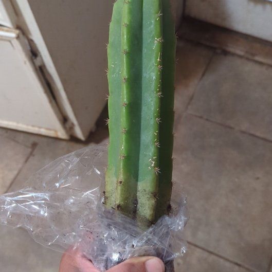 Photo of the plant species San Pedro by @BossHorminum68 named Planty on Greg, the plant care app