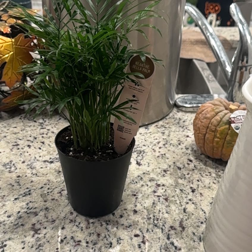 Photo of the plant species Bella Palm by @RadShyleaf95 named Pax on Greg, the plant care app