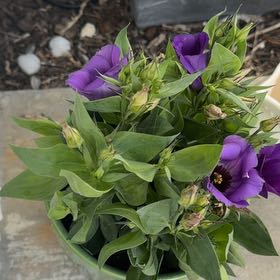 Photo of the plant species Showy Prairie Gentian by @RadShyleaf95 named Ulysses S Plant on Greg, the plant care app