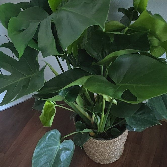 Photo of the plant species Alocasia portadora by @TotalRadish58 named Hoh on Greg, the plant care app