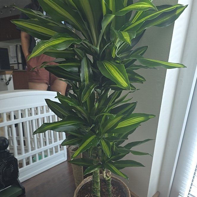Photo of the plant species Dracaena Cintho by @TotalRadish58 named Johnathan on Greg, the plant care app