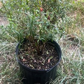 Photo of the plant species Dwarf Pomegranate by @TirelessBlueelf named Treeyoncé on Greg, the plant care app