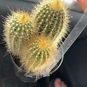 Photo of the plant species Austrocephalocereus estevesii by @KeySkypilot1 named Jarold on Greg, the plant care app