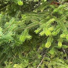 Photo of the plant species Fraser Fir by @DashingCorn named Hamilton on Greg, the plant care app