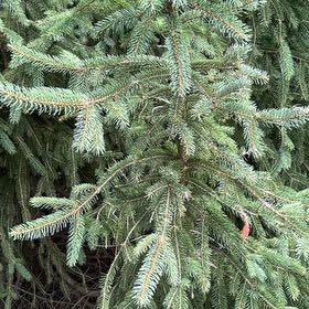 Photo of the plant species Sitka Spruce by @DashingCorn named Duke on Greg, the plant care app