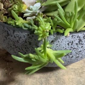 Photo of the plant species Hardy Ice Plant by @NoblySafflower named Kesha on Greg, the plant care app