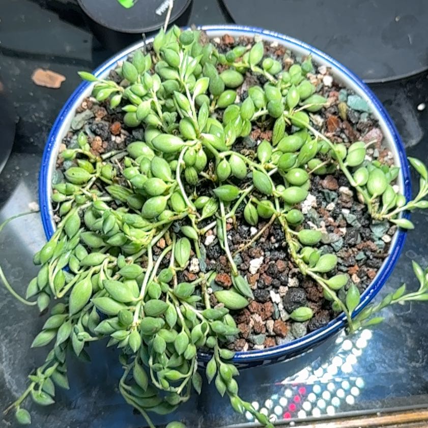 Photo of the plant species String of Tears by @PrizeAmethius9 named Eva on Greg, the plant care app