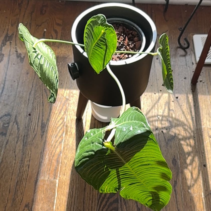 Photo of the plant species King Anthurium by @PrizeAmethius9 named Mollie on Greg, the plant care app