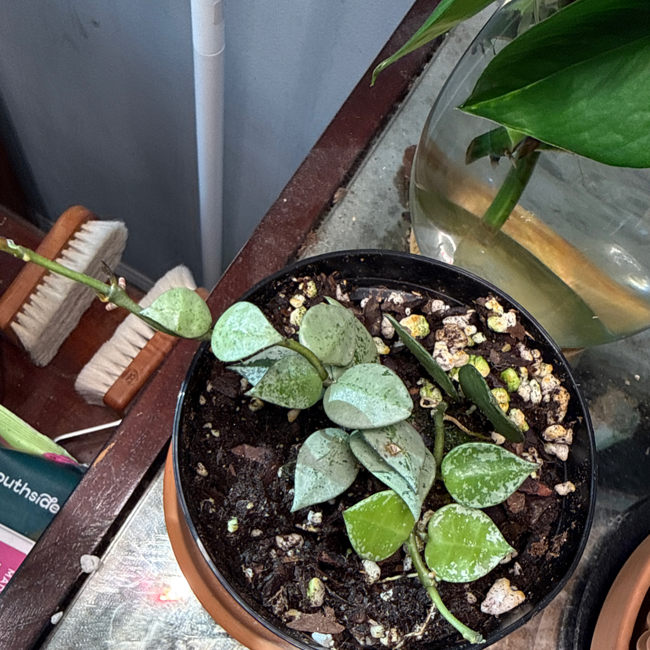 Photo of the plant species Super Silver Hoyaa Krohniana by @PrizeAmethius9 named Sir Plancelot on Greg, the plant care app