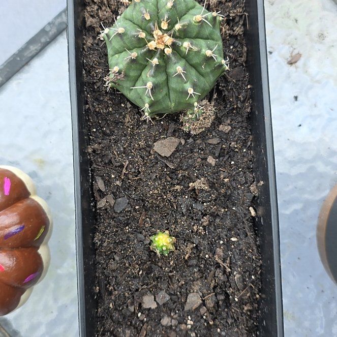Photo of the plant species Eagle Claw by @BuffSeahibiscus named Drake on Greg, the plant care app