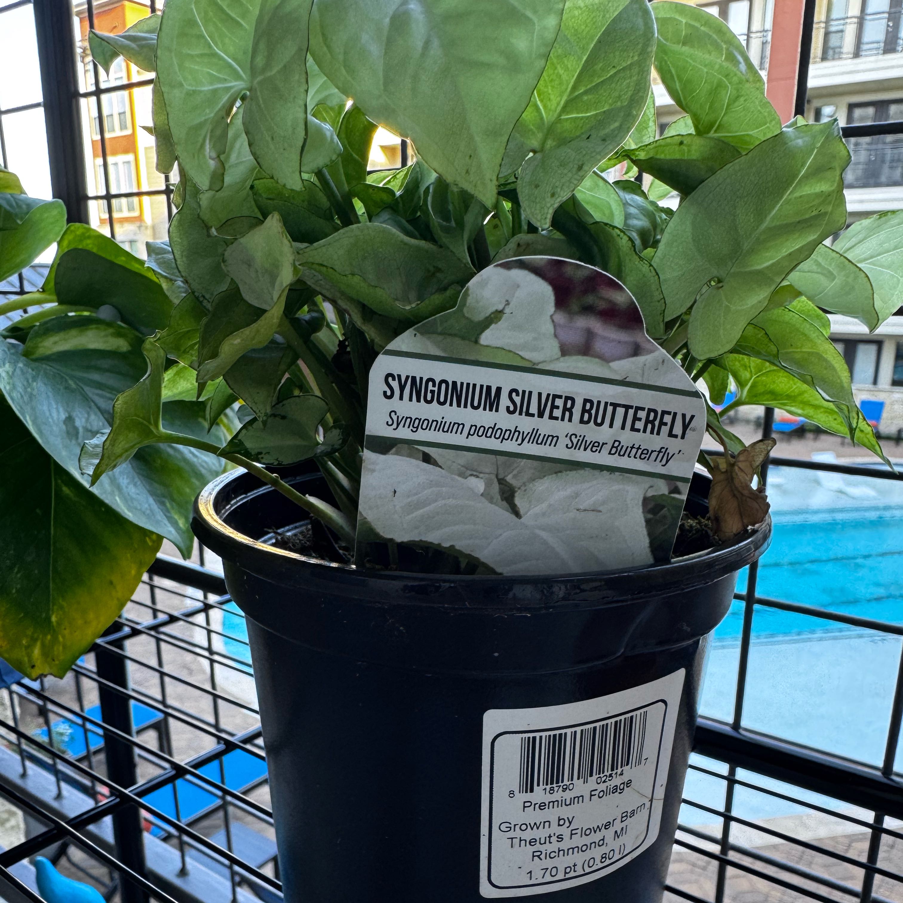 Photo of the plant species Syngonium by @MeekGuzmania91 named Cleopatra on Greg, the plant care app