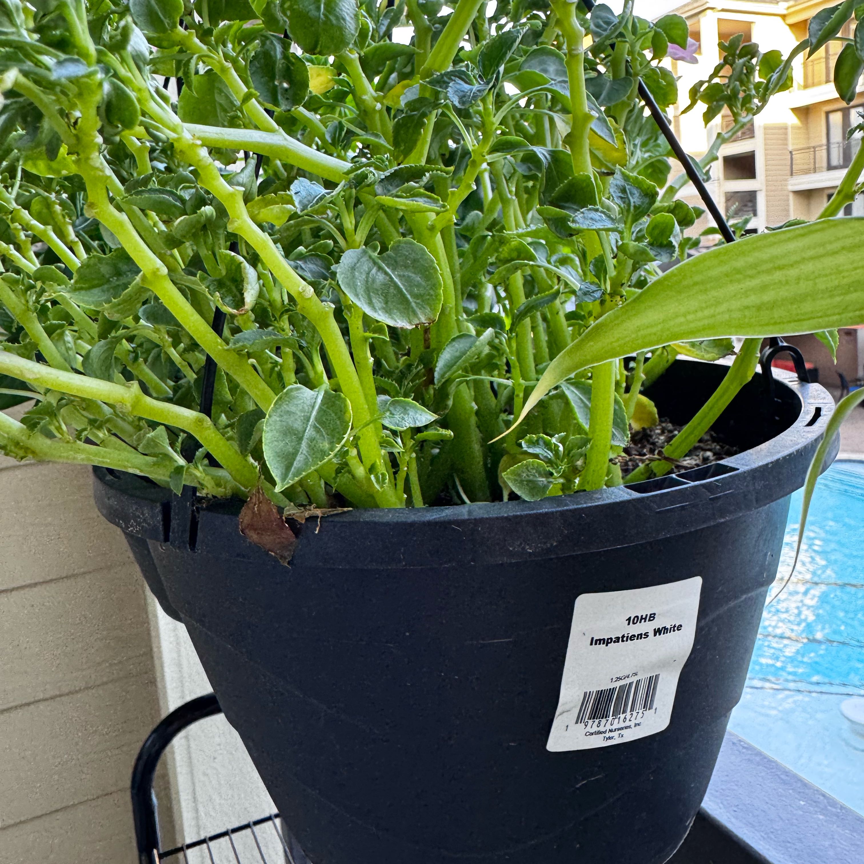 Photo of the plant species Impatiens Wallriana by @MeekGuzmania91 named Planty on Greg, the plant care app