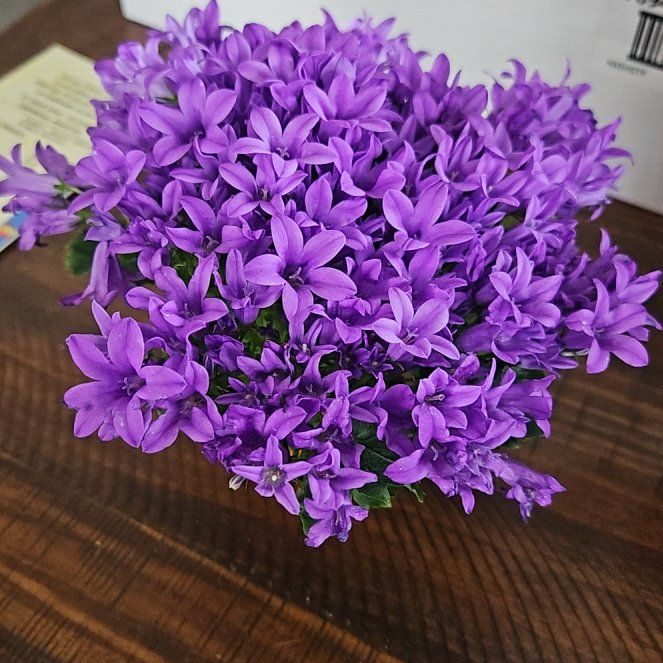 Photo of the plant species Campanula by @IdolSoybean66 named Sigmund on Greg, the plant care app
