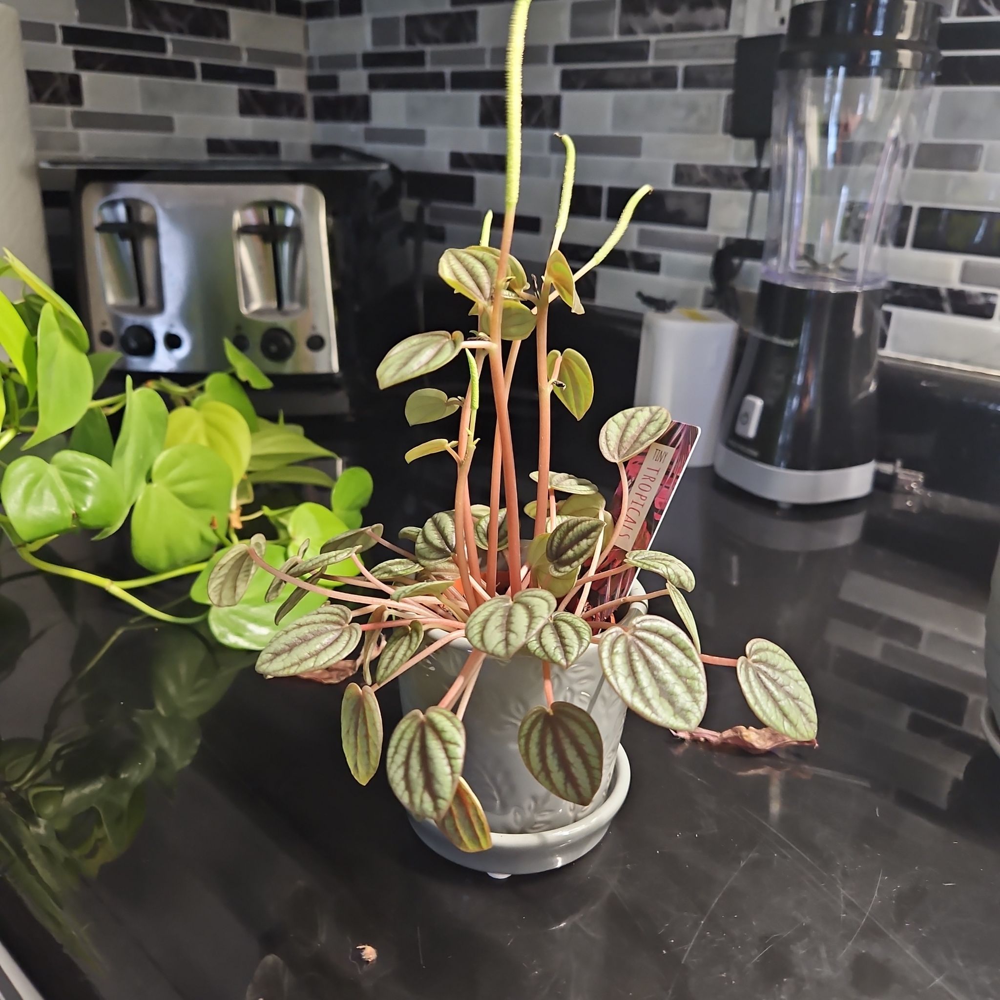 Photo of the plant species Peperomia piccolo banda by @IdolSoybean66 named Cleopatra on Greg, the plant care app