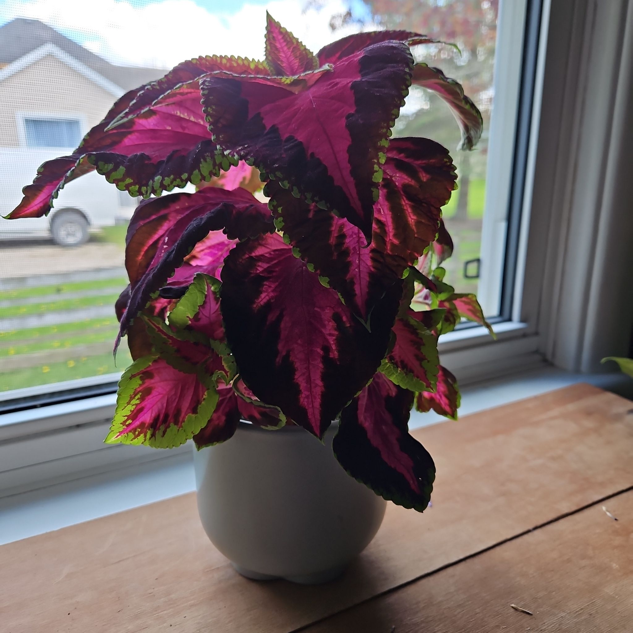 Photo of the plant species Chocolate Covered Cherry Coleus by @IdolSoybean66 named Huckleberry Fern on Greg, the plant care app