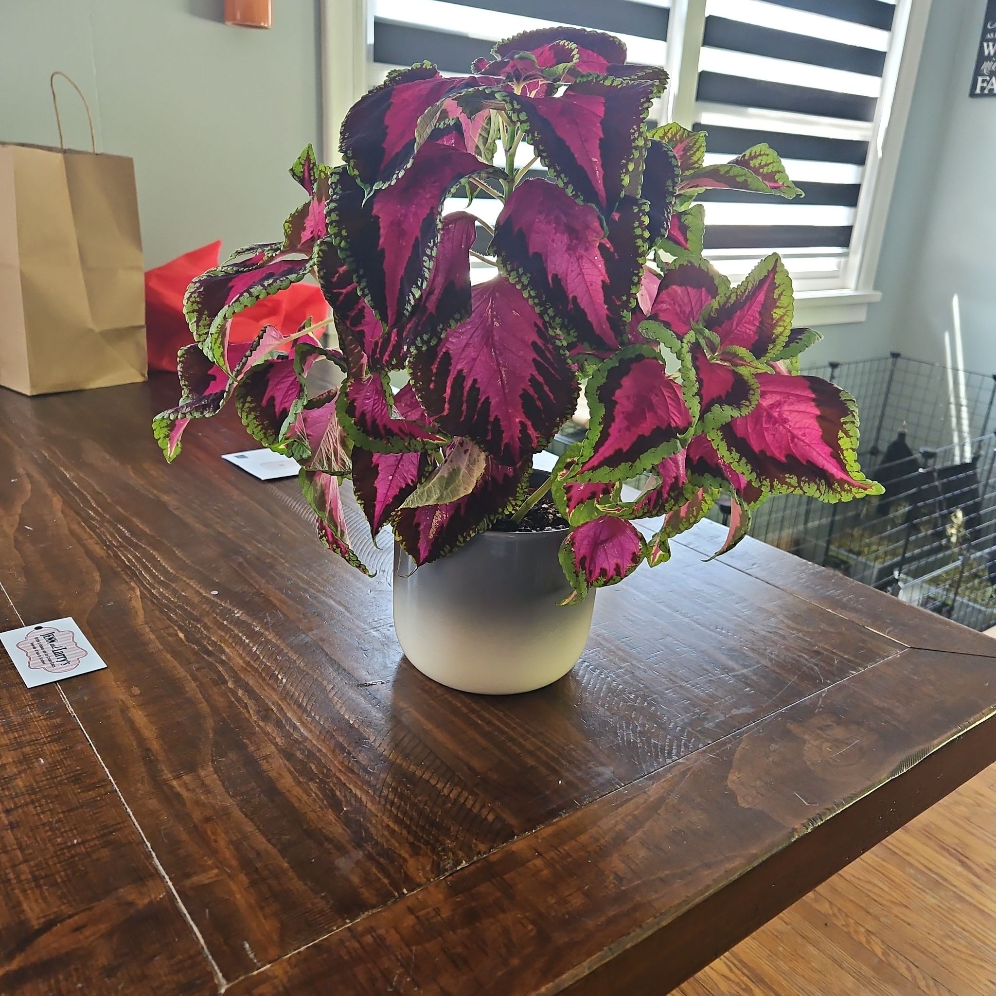 Photo of the plant species Chocolate Covered Cherry Coleus by @IdolSoybean66 named Huckleberry Fern on Greg, the plant care app