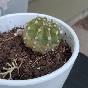 Photo of the plant species Domino Cactus by @ExpertApple43 named Aria on Greg, the plant care app
