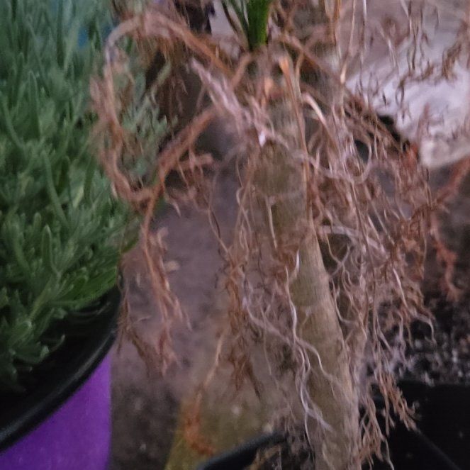 Photo of the plant species Giant Coreopsis by @TrustingSapote4 named Dolores on Greg, the plant care app