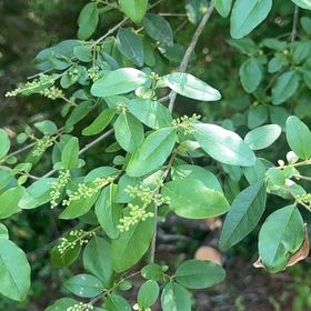 Photo of the plant species Chinese Privet by @SuperiorAjwain named Queen on Greg, the plant care app