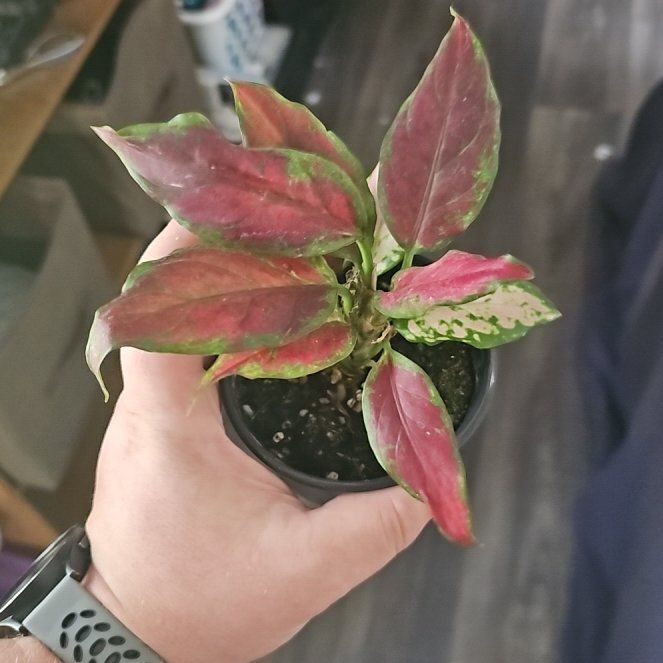Photo of the plant species Anglaonema Black Maroon by @plantsquatch601 named Maroon 5 (-4) on Greg, the plant care app