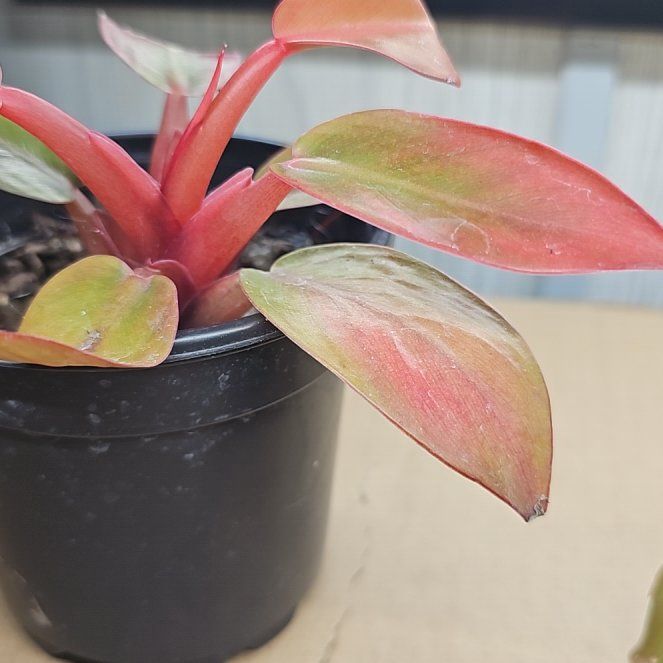 Photo of the plant species Sun Red by @plantsquatch601 named Blush on Greg, the plant care app