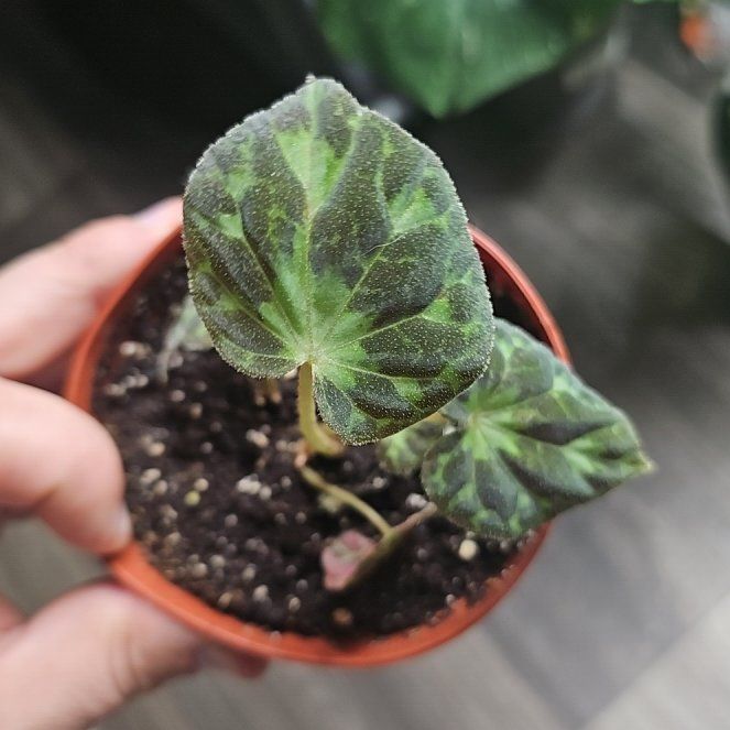 Photo of the plant species Begonia Barsalouxiae by @plantsquatch601 named Oscar on Greg, the plant care app