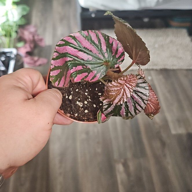 Photo of the plant species Brevirimosa Begonia by @plantsquatch601 named Leaf Erickson on Greg, the plant care app