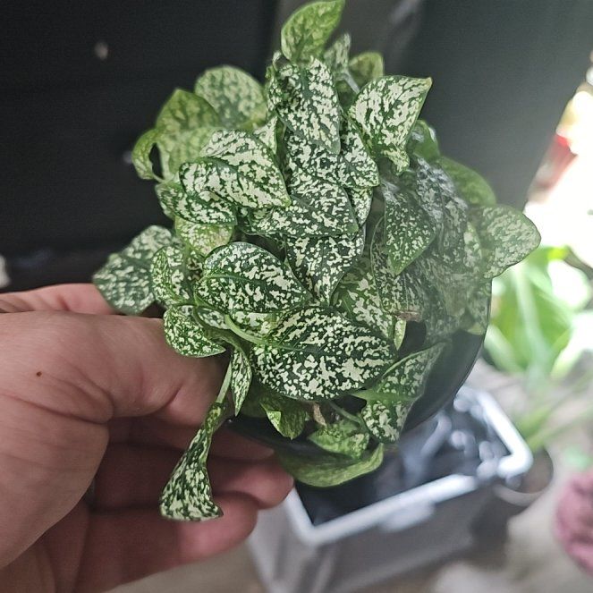 Photo of the plant species Mini White Fittonia by @plantsquatch601 named Cleopatra on Greg, the plant care app