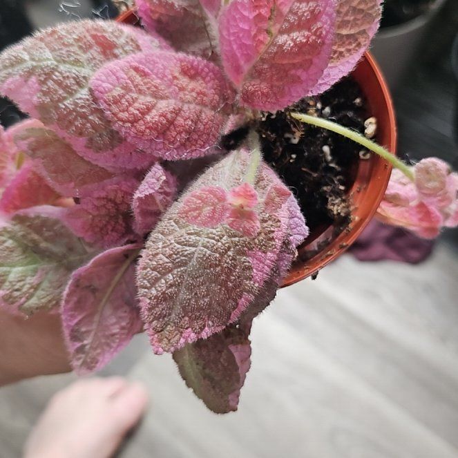 Photo of the plant species Episcia 'Pink Dreams' by @plantsquatch601 named Winona on Greg, the plant care app