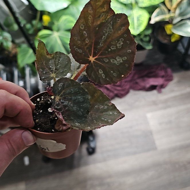 Photo of the plant species Begonia betsimisaraka by @plantsquatch601 named Spike Leaves on Greg, the plant care app