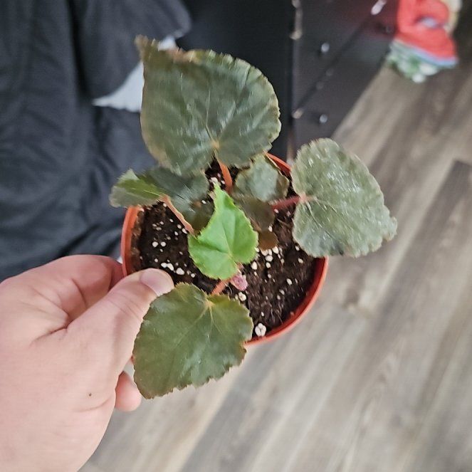 Photo of the plant species Begonia taconite by @plantsquatch601 named Surya on Greg, the plant care app