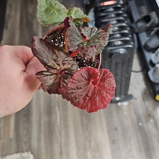 Photo of the plant species Begonia 'Midnight Magic' by @plantsquatch601 named Marilyn on Greg, the plant care app