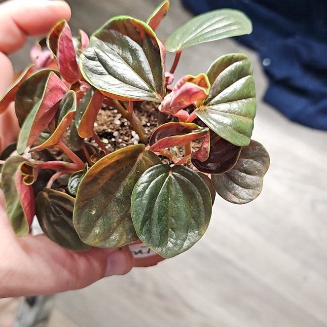Photo of the plant species Peperomia rugosa by @plantsquatch601 named Sherlock on Greg, the plant care app
