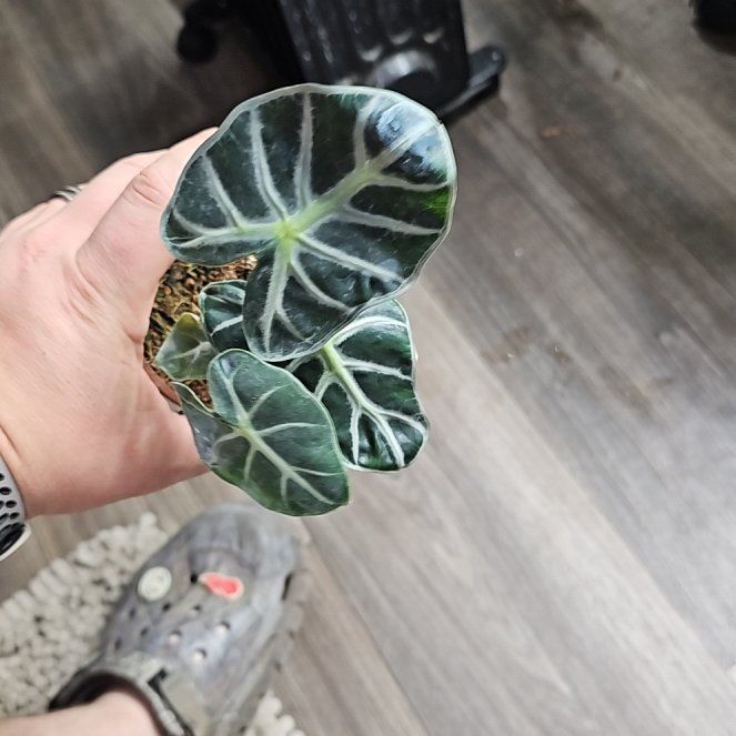 Photo of the plant species Alocasia by @plantsquatch601 named Ronaldo on Greg, the plant care app