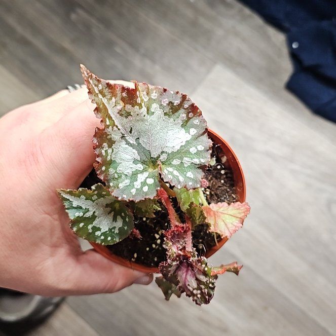 Photo of the plant species Rex Begonia 'Spitfire' by @plantsquatch601 named Lola on Greg, the plant care app