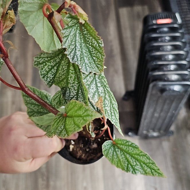 Photo of the plant species Wax Begonia by @plantsquatch601 named Tupot amaroot on Greg, the plant care app