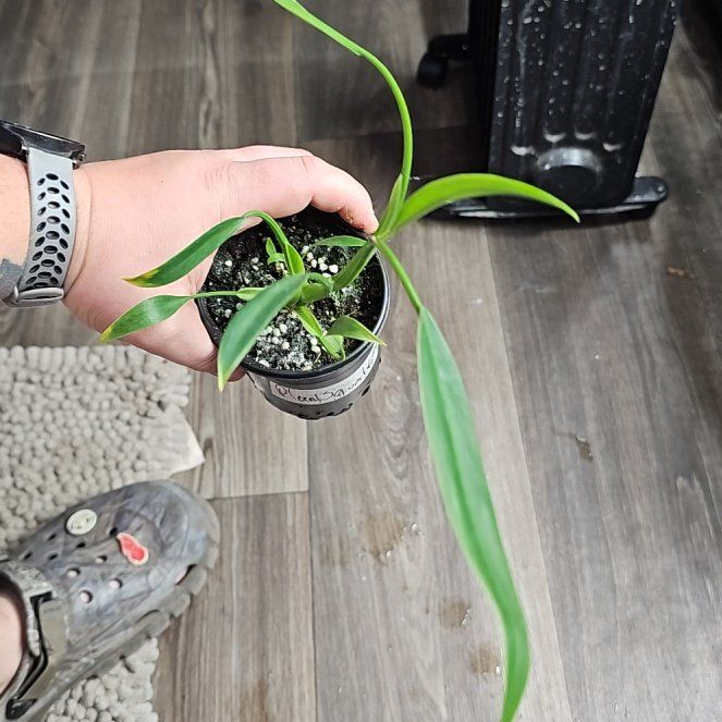 Photo of the plant species Philodendron 'Sucre's Slim' by @plantsquatch601 named Harry on Greg, the plant care app