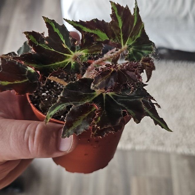 Plant care for Begonia Fireworks on Greg, the plant care app
