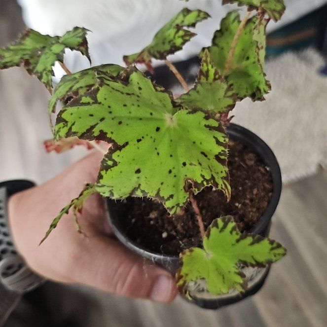 Photo of the plant species Begonia 'Geometry' by @plantsquatch601 named Sir Plancelot on Greg, the plant care app
