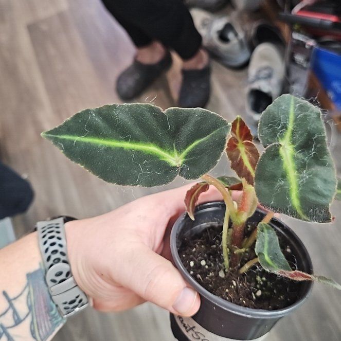 Photo of the plant species Striped Begonia by @plantsquatch601 named Lebron on Greg, the plant care app