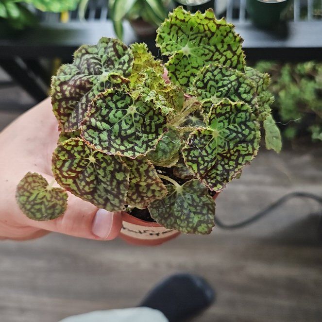 Photo of the plant species Begonia decora by @plantsquatch601 named Deco checks on Greg, the plant care app