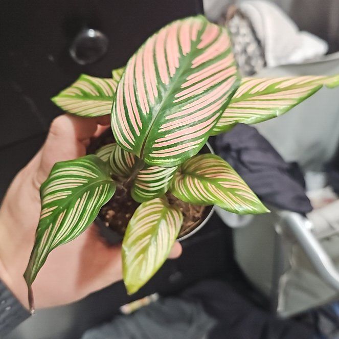 Photo of the plant species White Star by @plantsquatch601 named Xena on Greg, the plant care app