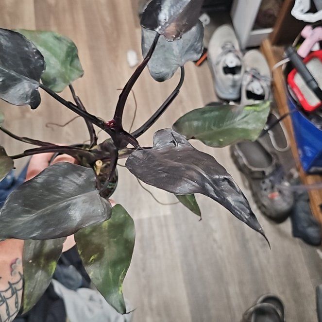 Photo of the plant species Philodendron 'Black Cherry' by @plantsquatch601 named Hamilton on Greg, the plant care app