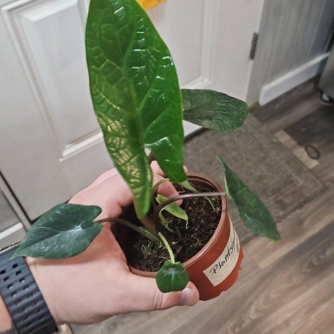 Photo of the plant species Alocasia by @plantsquatch601 named Einstein on Greg, the plant care app