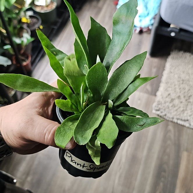 Photo of the plant species Hill's Staghorn Fern by @plantsquatch601 named Harmony on Greg, the plant care app