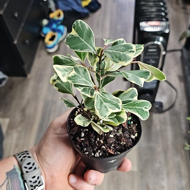 Photo of the plant species Ficus triangularis 'Variegata' by @plantsquatch601 named Aria on Greg, the plant care app