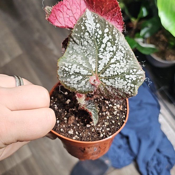 Photo of the plant species Island Magic Begonia by @plantsquatch601 named Plato on Greg, the plant care app