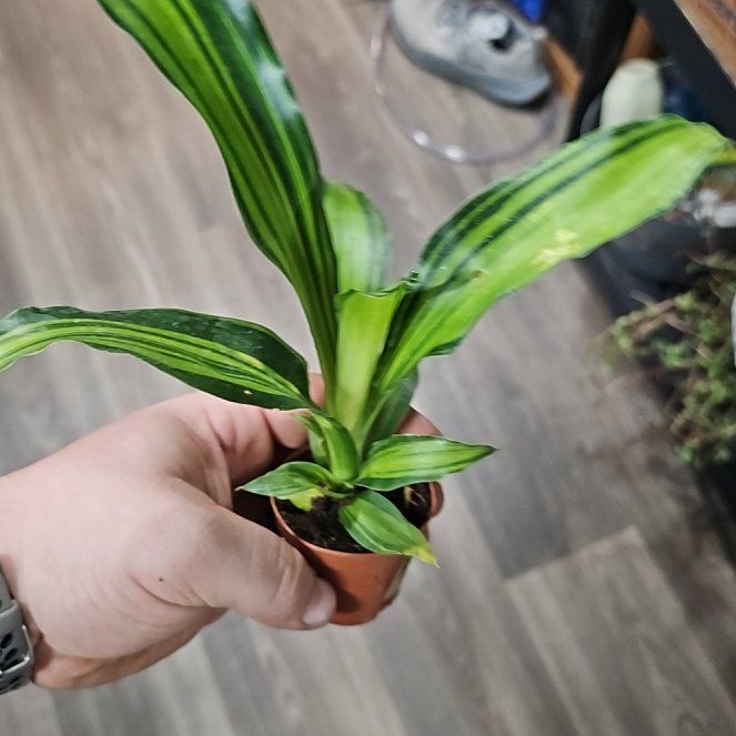 Photo of the plant species Happy Plant by @plantsquatch601 named Beyonce on Greg, the plant care app