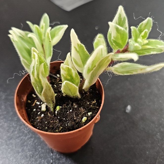 Photo of the plant species Goldfish Plant by @plantsquatch601 named Sonora on Greg, the plant care app